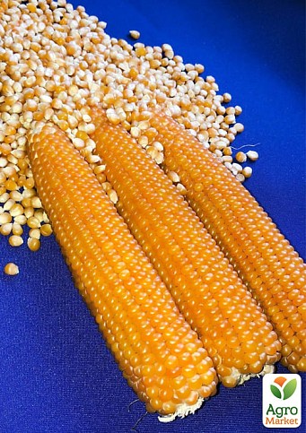 Кукурудза попкорн "Естрелла F1" ТМ "Lark Seeds" 25000шт