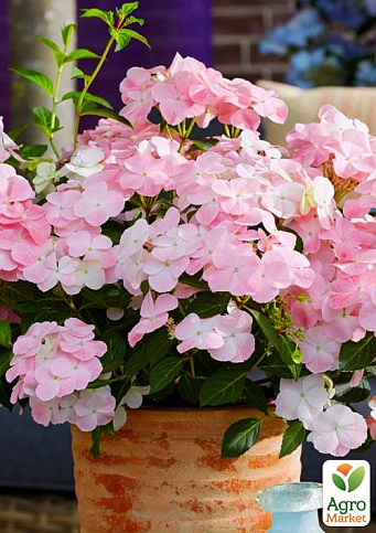 Гортензия ампельная "French Bolero" - фото 2