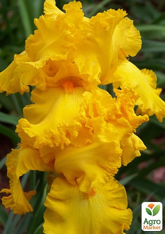 Ирис бородатый крупноцветковый "Throb"  1шт в упаковке - фото 2