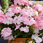 Гортензия ампельная "French Bolero" купить