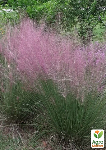 Эрагростис "Eragrostis spectabilis" вазон С2 (высота 50-70см) - фото 2