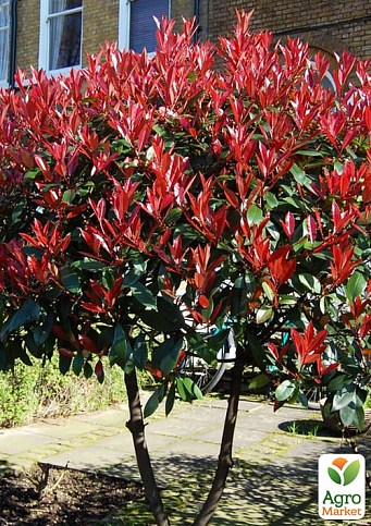 Фотинія Фразера "Red Robin" вазон С3, висота 25-60см - фото 3