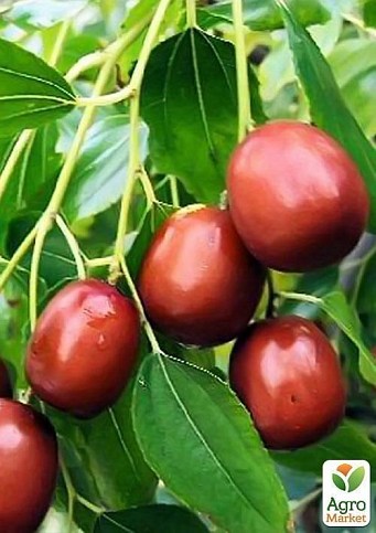 Зизифус "Китайський-60" (середній термін дозрівання) - фото 3