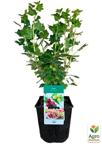 Крыжовник "Инвикта" 2х-летний, укорененный в контейнере  - фото 2