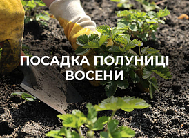 Посадка полуниці восени | Agro-market