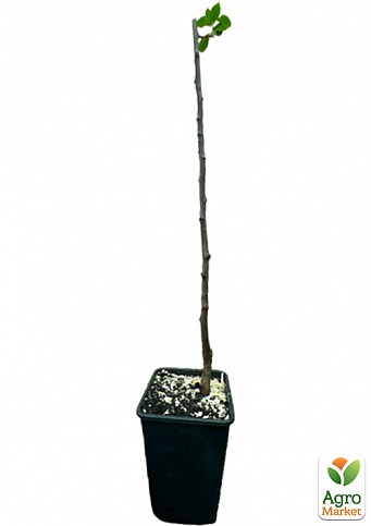 Слива "Президент" укорінена в контейнері (саджанець 2 роки) - фото 4