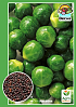 Капуста "Брюссельская" ТМ "Весна" 0.3г