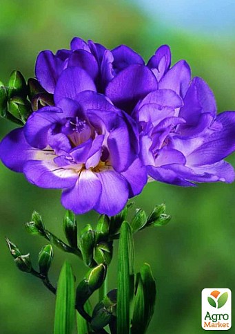 Фрезия махровая "Purple" 