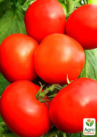 Томат "Джина" (Зипер) ТМ "Весна" 0.5г - фото 2