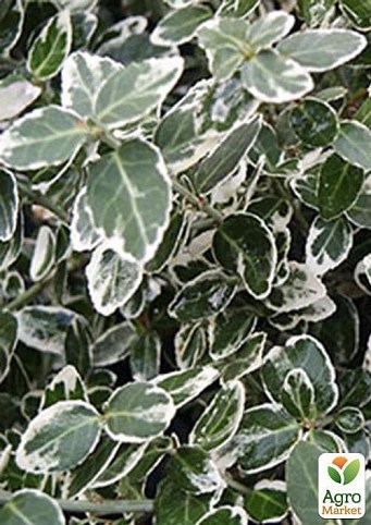 Бересклет Форчуна Euonymus fort. `Emerald Gaieti` контейнер 1л