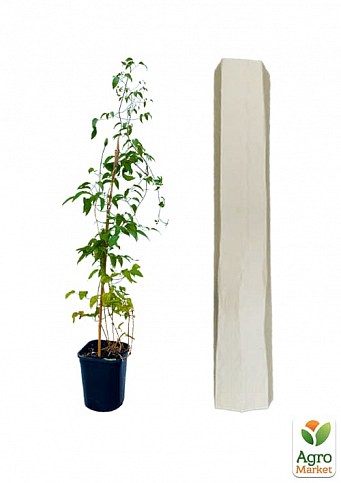 Клематис 3-х летний "Kiri Te Kanawa" С2 - фото 2