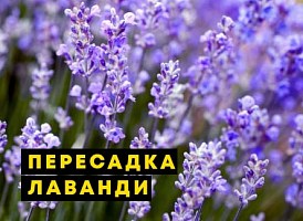 Пересадка лаванди восени - корисні статті про садівництво від Agro-Market