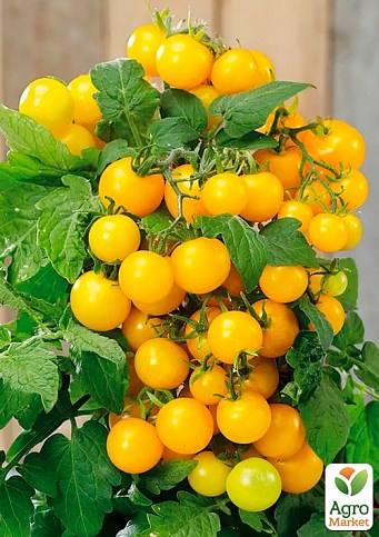 На развес Томат "Летнее солнце" ТМ "Весна" цена за 1г - фото 2