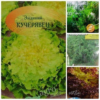 Комплект семян зелень "Днем и ночью" 5уп
