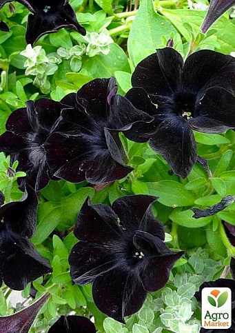 Сурфиния "Black Velvet" (контейнер № 10, высота 10-15 см)