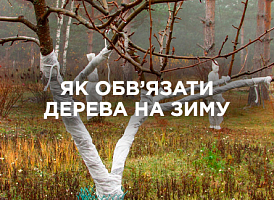Чим і як обв’язати дерева взимку: практичні поради садівникам | Agro-market