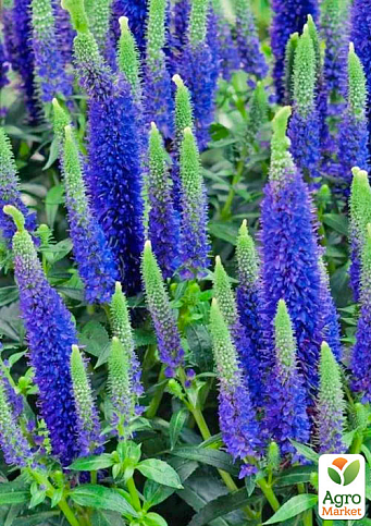 Вероніка Колосиста "Ulster Dwarf Blue" 