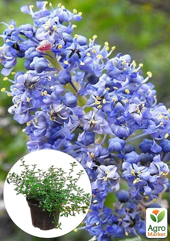 Цеанотус (Ceanothus thyrs. Repens) вазон С3