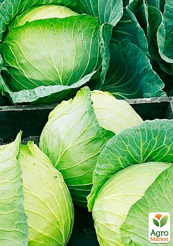 На вагу Капуста "Білосніжка" ТМ "Весна" ціна за 6г - фото 2