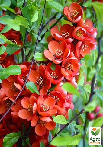 Хеномелес (Айва японская) "Red Joy" 