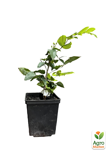 Магония падуболистная "Аquifоlium" высота 15-30см (вечнозеленый, цветущий, декоративный кустарник) - фото 2