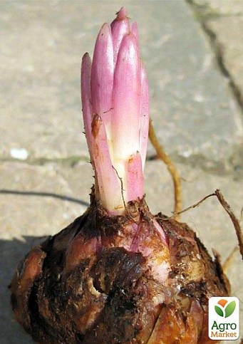 Лилия Гигант "Purple Prince"  - фото 3