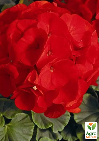 Пеларгония садовая "Буллз Ай F1 скарлет" ТМ "Vesna Select" 5шт