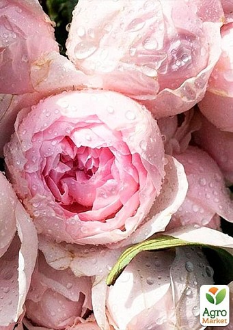 Роза флорибунда "Peony Pink"(Пиони Пинк)