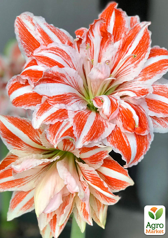 Амариліс (гіппеаструм) махровий у горщику "Sunshine Nymph"