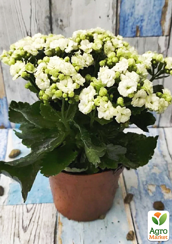 Каланхоэ Блоссфельда "White" (Kalanchoe Blossfeldiana) (Нидерланды)