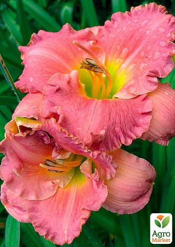 Лилейник "Chance Encounter" 1шт в упаковке