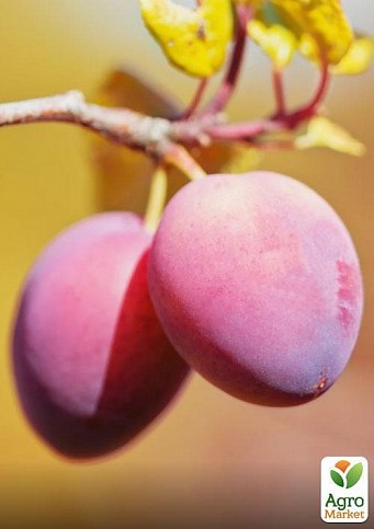 Слива "Каліфорнія Блю" - фото 2