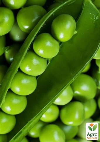 Горох овочевий "Кінгсайз" ТМ "Lark Seeds" 2500шт