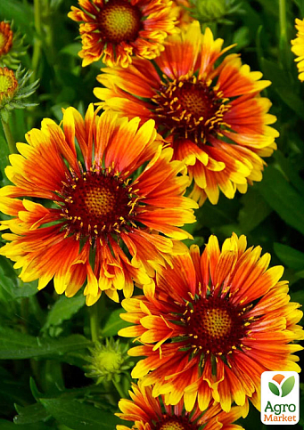 Гайлардия многолетняя крупноцветковая Spintop "Orange Halo" (вазон Р9)
