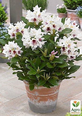 Рододендрон "Calsap" 2 летний (белый)