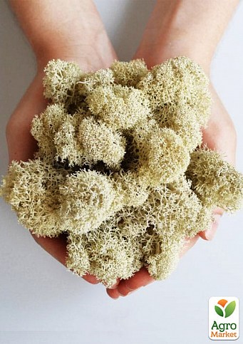 Норвезька мох стабілізований "Білий" 500 г - фото 2