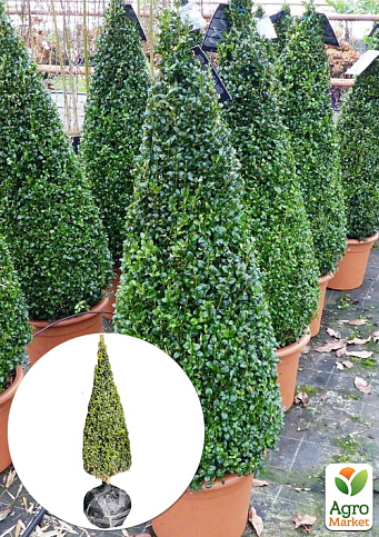 Самшит вечнозеленый формированный конус, высота 80-100см