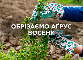 Обрізка аґрусу восени: терміни, техніка, поради | Agro-market