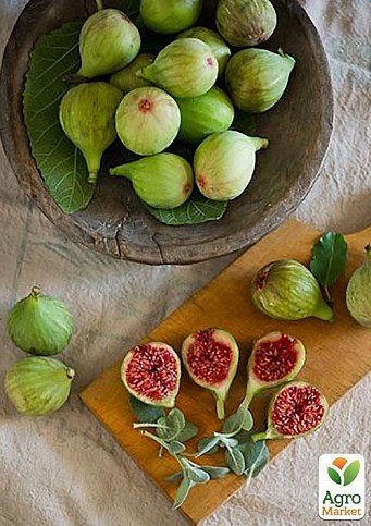 Инжир "Закавказский зелёный" - фото 2