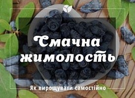 Вирощування жимолості їстівної від А до Я - корисні статті про садівництво від Agro-Market
