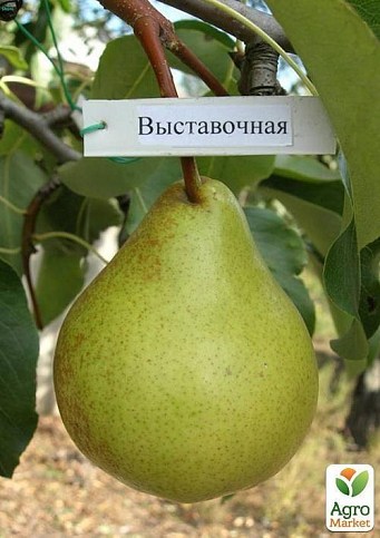 Груша "Выставочная" (зимний сорт, поздний срок созревания)