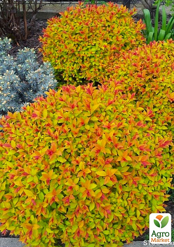 Спирея Японская "Macrophylla" (горшок Р9) 