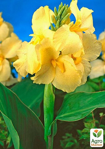 Канна Низкорослая "Primrose Yellow" 
