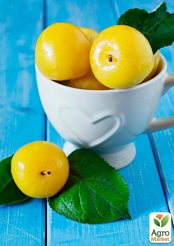 Слива "Джефферсон" - фото 3