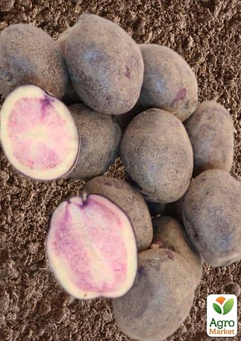 Картопля "Марфуша" насіннєва середня темно-фіолетова (1 репродукція) 1кг