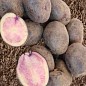 Картопля "Марфуша" насіннєва середня темно-фіолетова (1 репродукція) 1кг