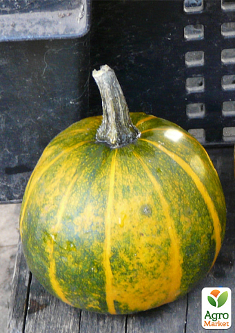 Кабачок "Вісім куль" ТМ "Vesna Select" 10шт