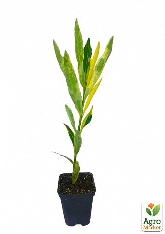 Олеандр напівмахровий "Rubis" (вічнозелений, запашний чагарник) - фото 3