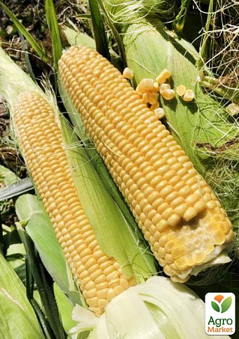 Кукурудза "1801 F1" ТМ "Lark Seeds" 2500шт