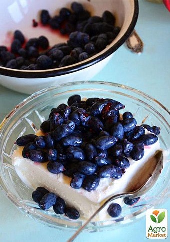 Жимолость "Атут" (ранній термін дозрівання, самий невибагливий і зимостійкий сорт) - фото 4